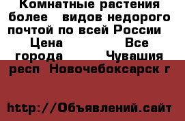 Комнатные растения более200видов недорого почтой по всей России › Цена ­ 100-500 - Все города  »    . Чувашия респ.,Новочебоксарск г.